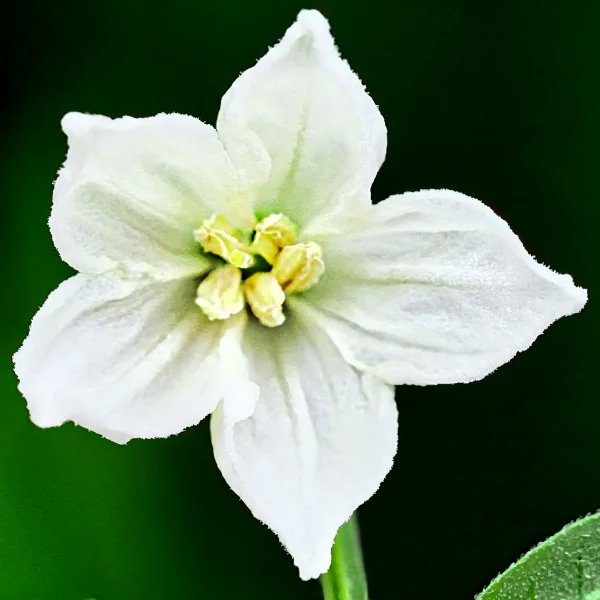 Capsicum Frutescens Chillichump Seeds