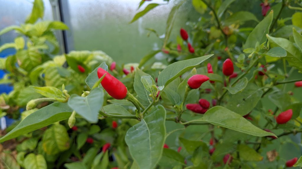 Red Crystal Spike Chilli Pepper pods