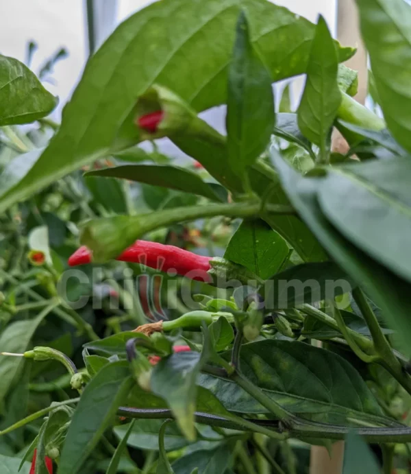 moz piri piri growing