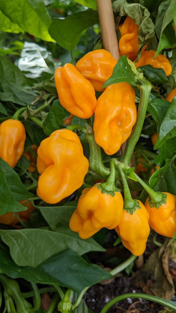 Trinidad Perfume Chilli Pepper Pods