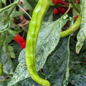 CC Fushimi Green Chilli Pepper Pod