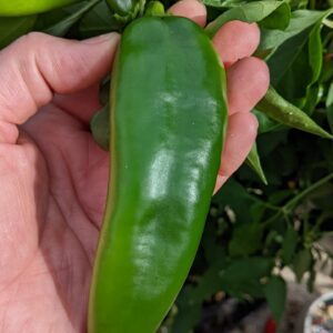 Big Jim Chilli Pepper pod