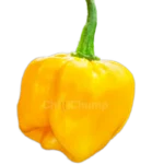 Hainan Yellow Lantern