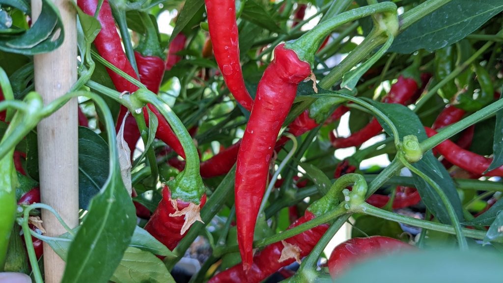 ring of fire chilli pepper pods