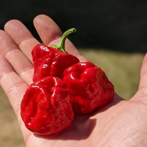 scotch bonnet red chilli pepper pod