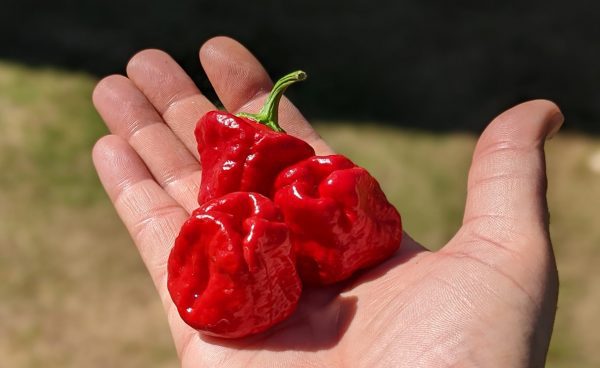 scotch bonnet red chilli pepper pod