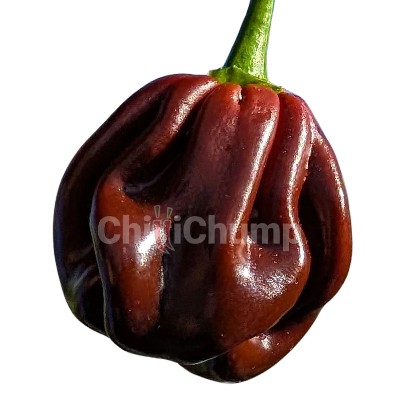 Habanero Chocolate 1 Habanero Chocolate