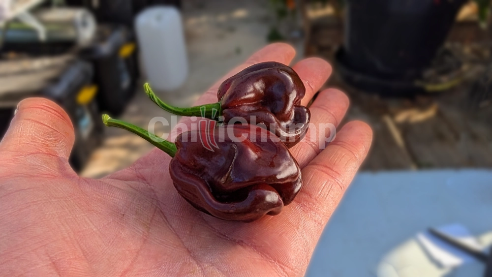 Habanero Chocolate 2 Habanero Chocolate - Image 2