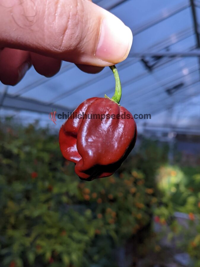 Habanero Chocolate Chilli Pepper Pod