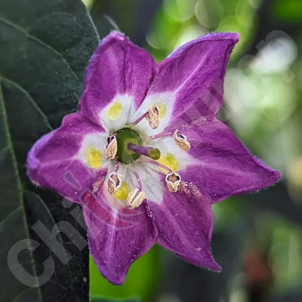 Capsicum Pubescens • ChilliChump Seeds