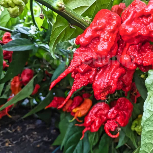 bunch of primotalii red chilli pepper in the greenhouse