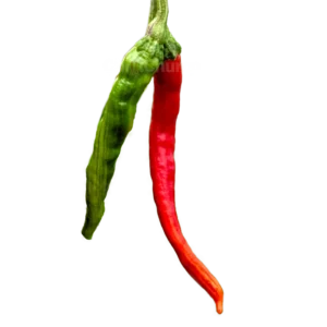 CC Fushimi: ChilliChump Exclusive