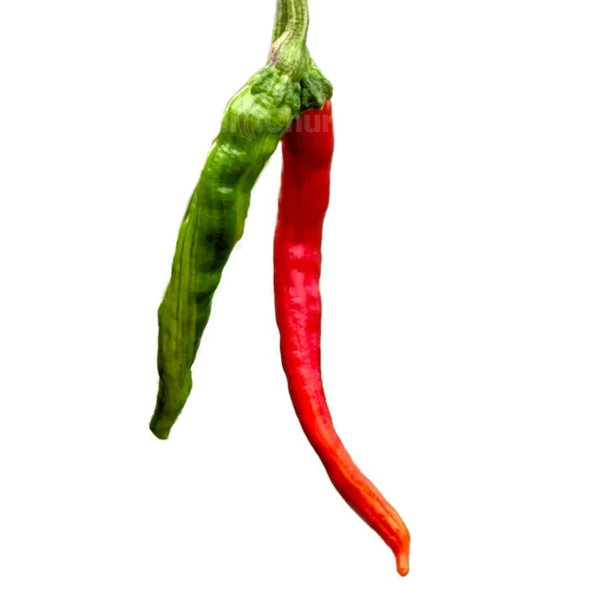 CC Fushimi: ChilliChump Exclusive