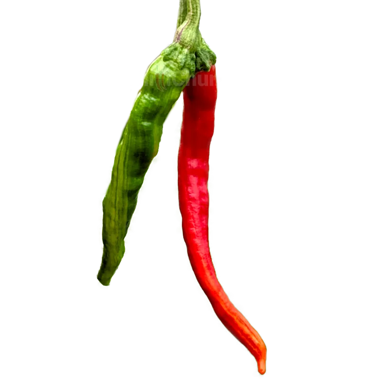 CC Fushimi: ChilliChump Exclusive 1 CC Fushimi: ChilliChump Exclusive