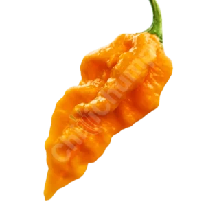 Fatalii Chilli Pepper from chillichumpseeds.com