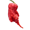 primotalli red chilli pepper from chillichumpseeds.com