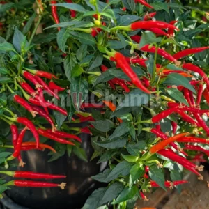 Vibrant red chilli peppers on plant