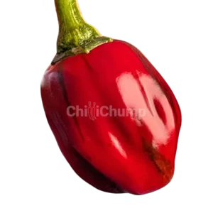 Candy Cane Chocolate Cherry