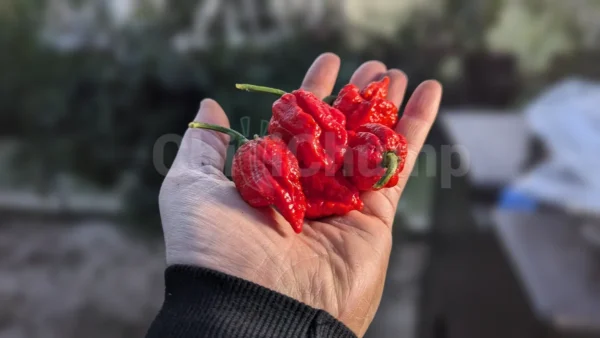 Big Red Mama - Image 3