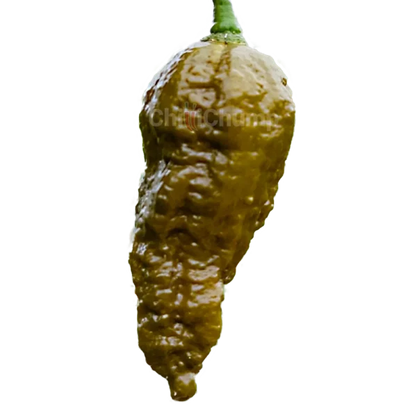 Bhut Jolokia Mustard