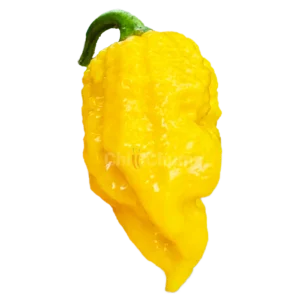 borg 9 yellow ripe chilli 2