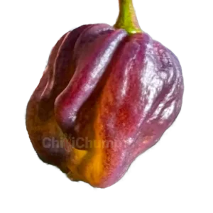 yaki blue chilli pod 1