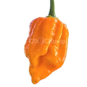 7Pot Brainstrain Yellow
