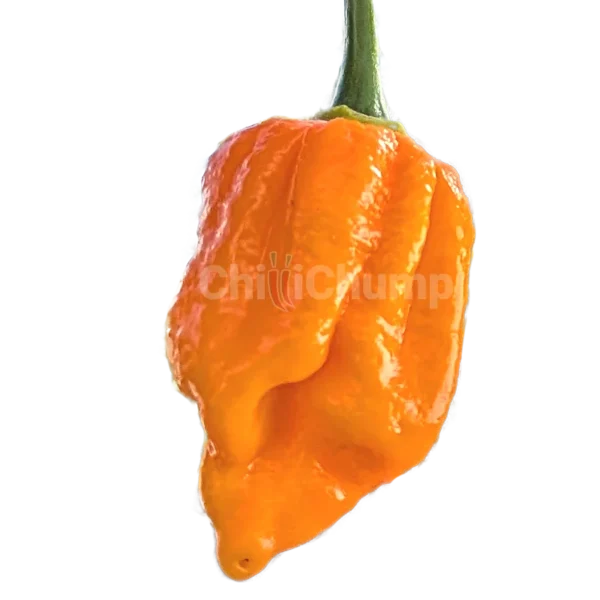 7Pot Brainstrain Yellow