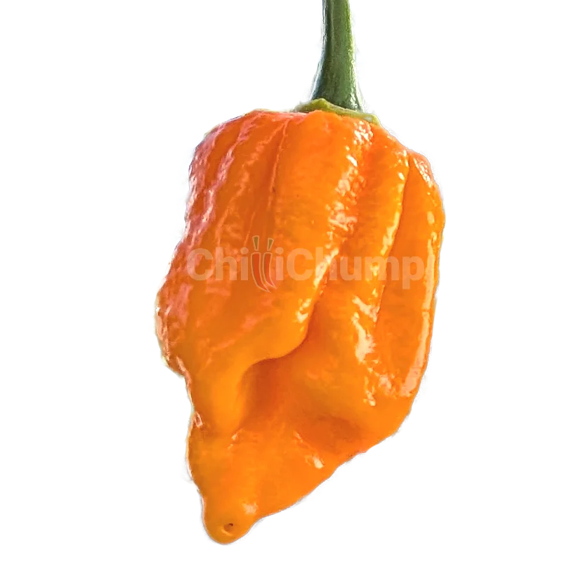 7Pot Brainstrain Yellow 1 7Pot Brainstrain Yellow