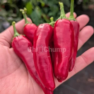Hand holding fresh red chilli peppers