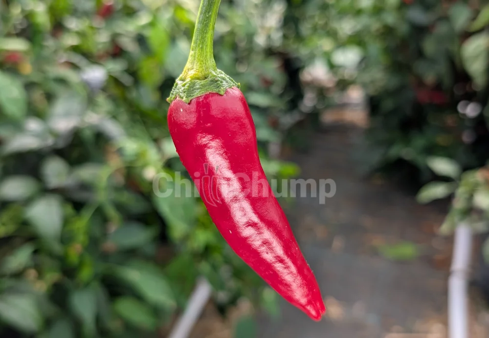 CC Chonky Cayenne 2 CC Chonky Cayenne - Image 2