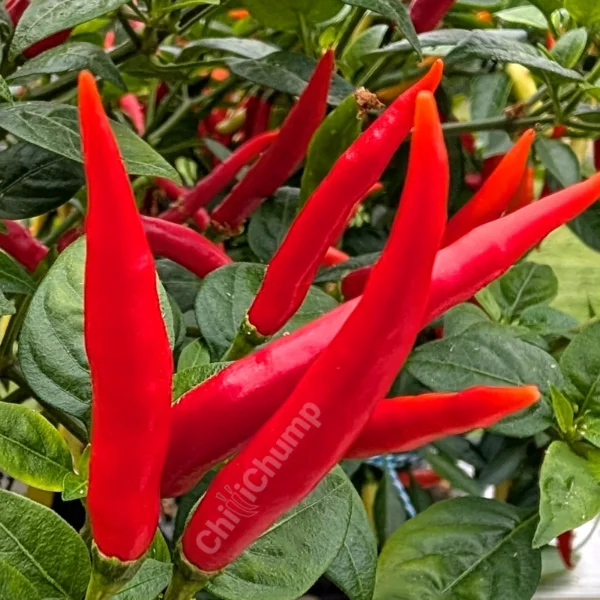 CC Sahara Blaze