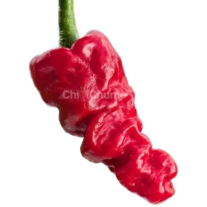 Chinesicher Runzelhaut