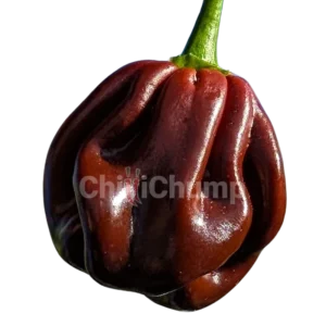 Giant Habanero Chocolate