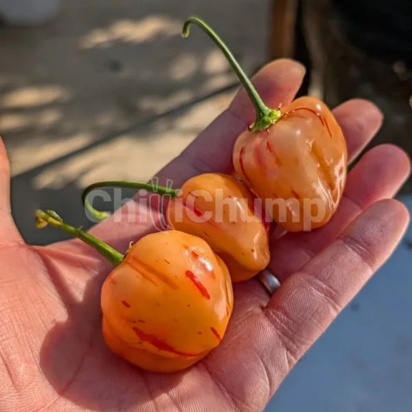 Peppapeach Stripey