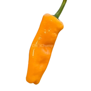 Datil