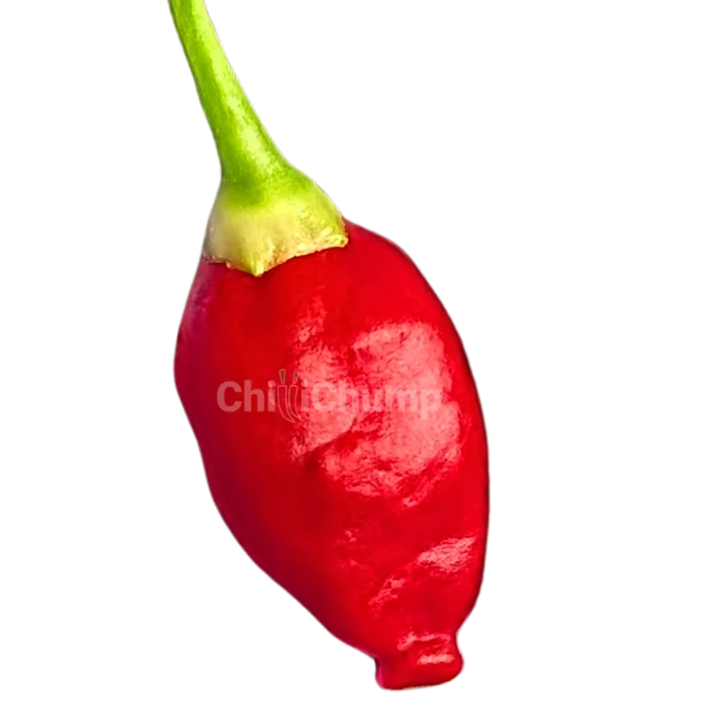 Inca Berry 1 Inca Berry