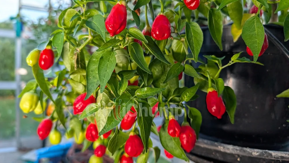 Inca Berry 2 Inca Berry - Image 2