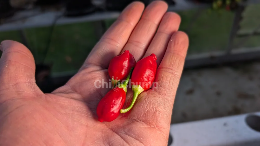 Inca Berry 3 Inca Berry - Image 3