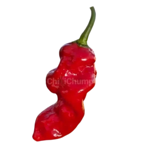 Habanero Extra Hot