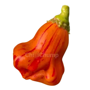 Zebrange chilli pepper pod