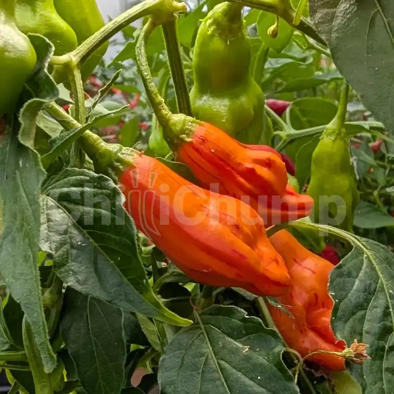 Zebrange 2 Zebrange - Image 2