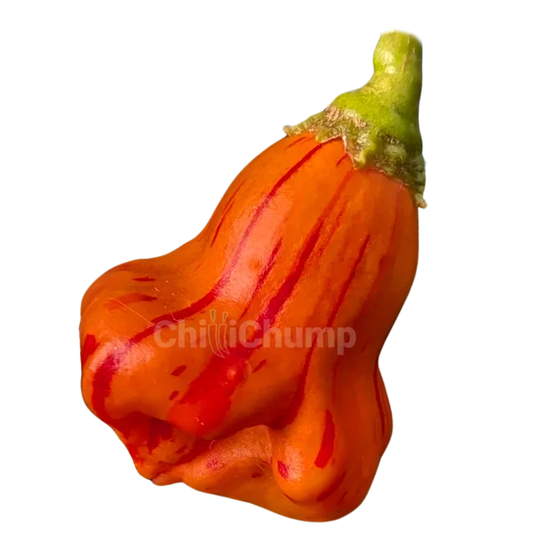 Zebrange 1 Zebrange chilli pepper pod